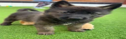 Mixed Breed dogs for sale: Nayas - Advert 14