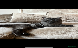 British Shorthair cats for sale: Gccf full British short hair  - Image 9