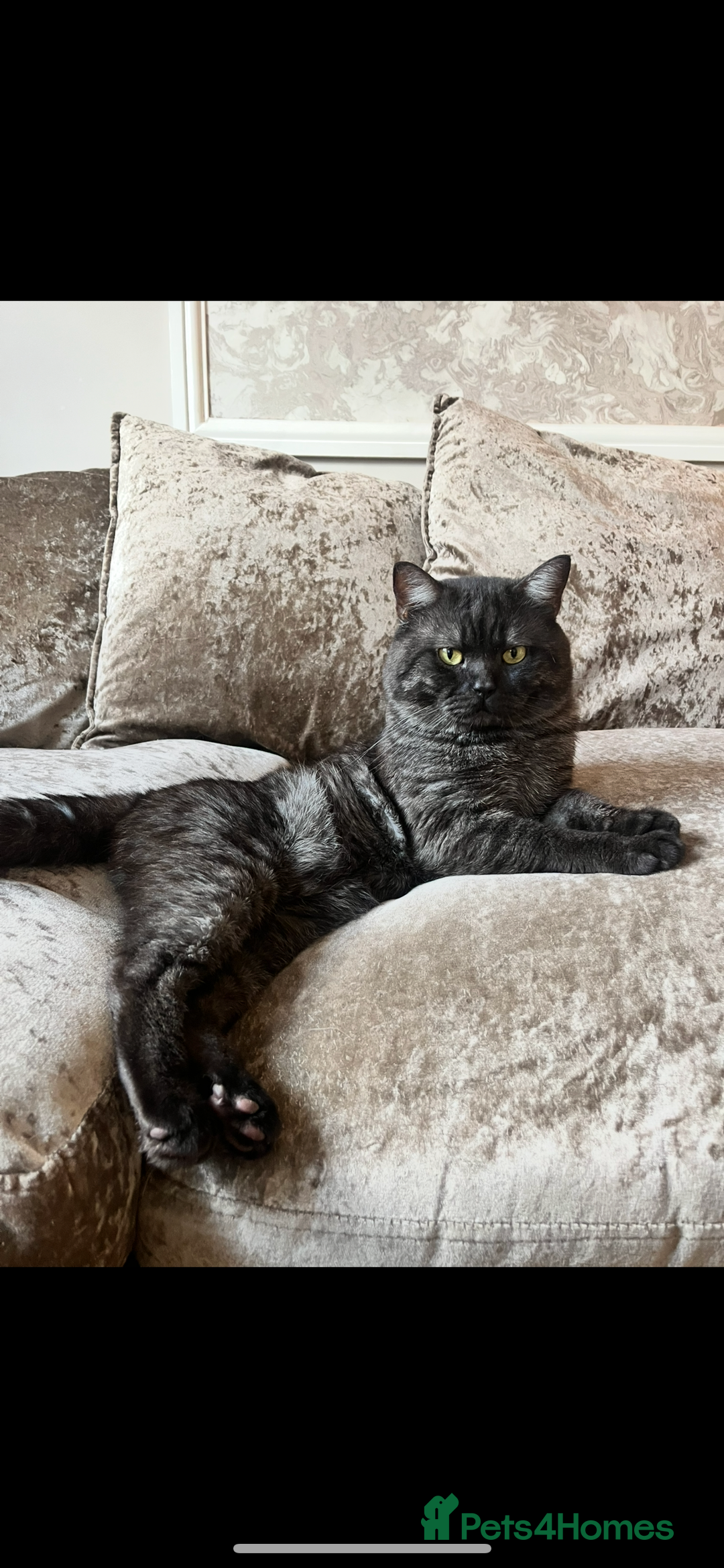 British Shorthair cats for sale: Gccf full British short hair  - Image 9