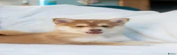 Pomsky dogs for sale: Stunning Red Boy  - Advert 1
