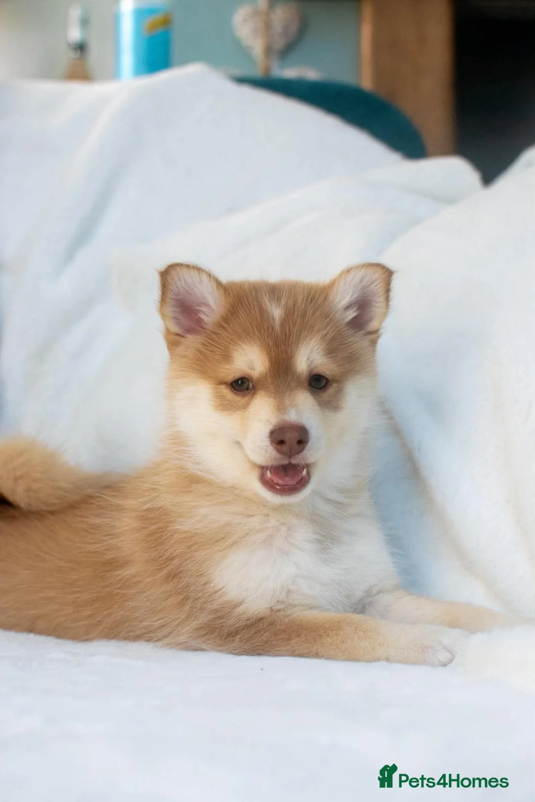 Pomsky dogs for sale: Stunning Red Boy  - Advert 1