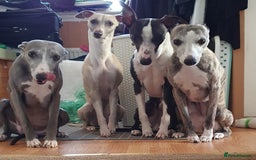 Whippet dogs for sale: Rare colours full pedigree KC Reg whippet pups  - Image 12