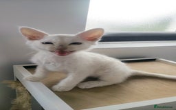 LaPerm cats for sale: Last one **Beautiful LaPerm curly fur boy kitten - Image 3