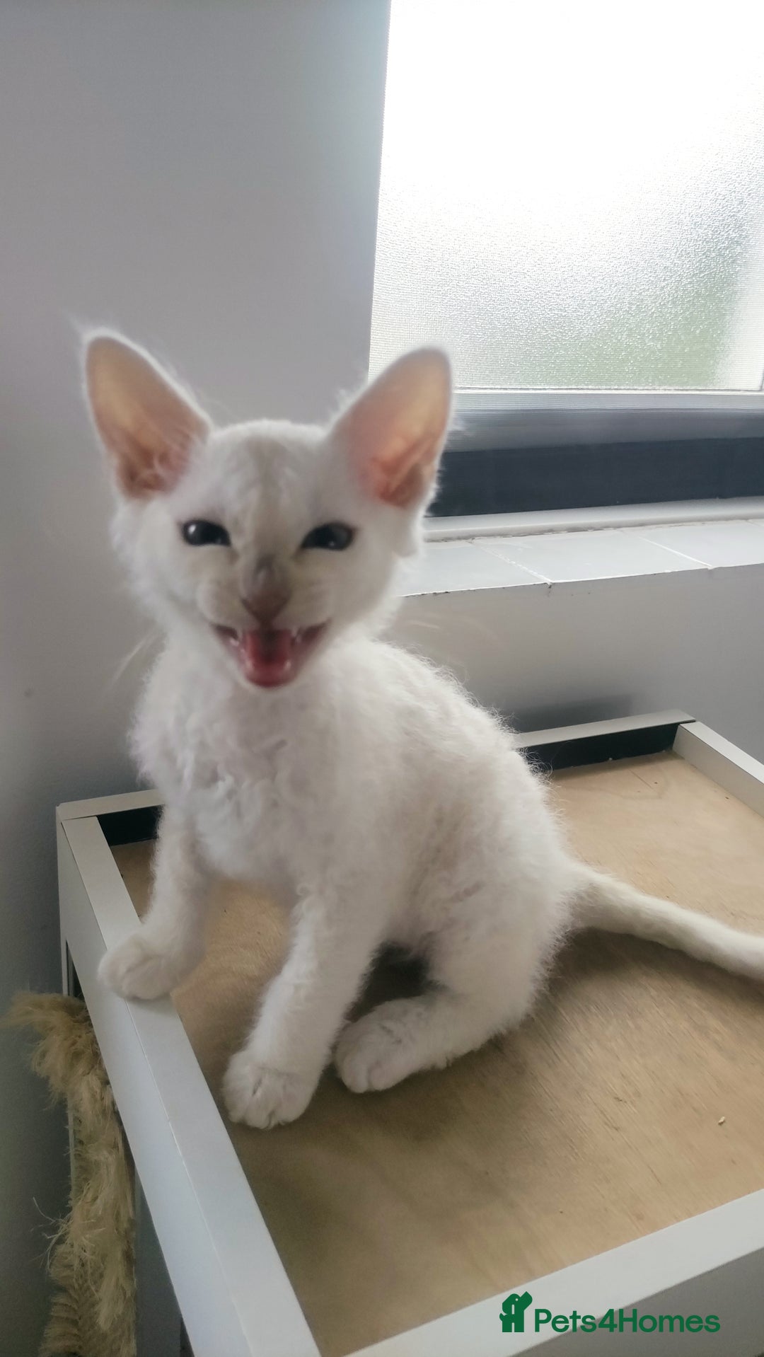 LaPerm cats for sale: Last one **Beautiful LaPerm curly fur boy kitten - Image 3