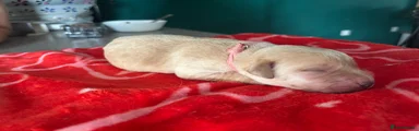 Pink collar 