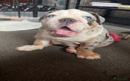 Olde English Bulldogge dogs for sale: Old English bulldog pups fluffy carriers❤️ - Image 36