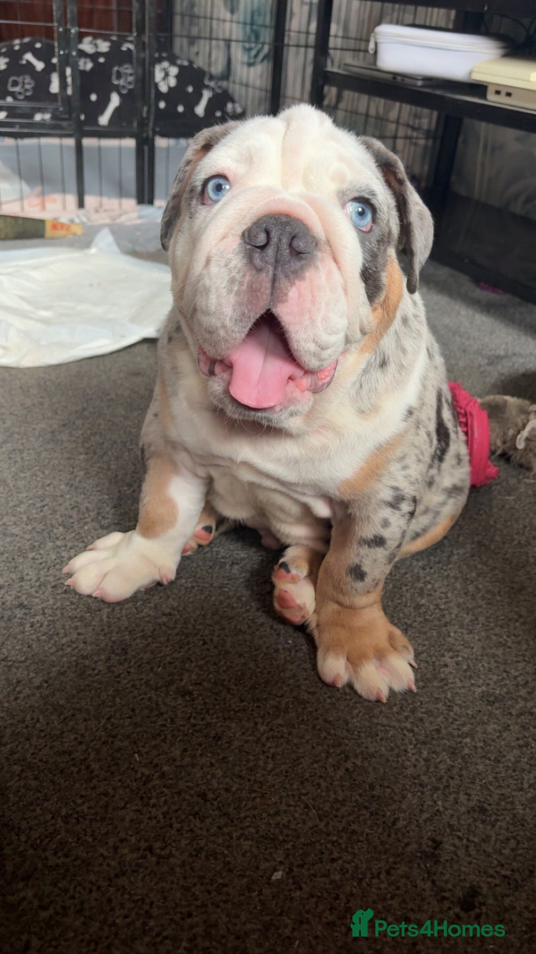Olde English Bulldogge dogs for sale: Old English bulldog pups fluffy carriers❤️ - Image 36