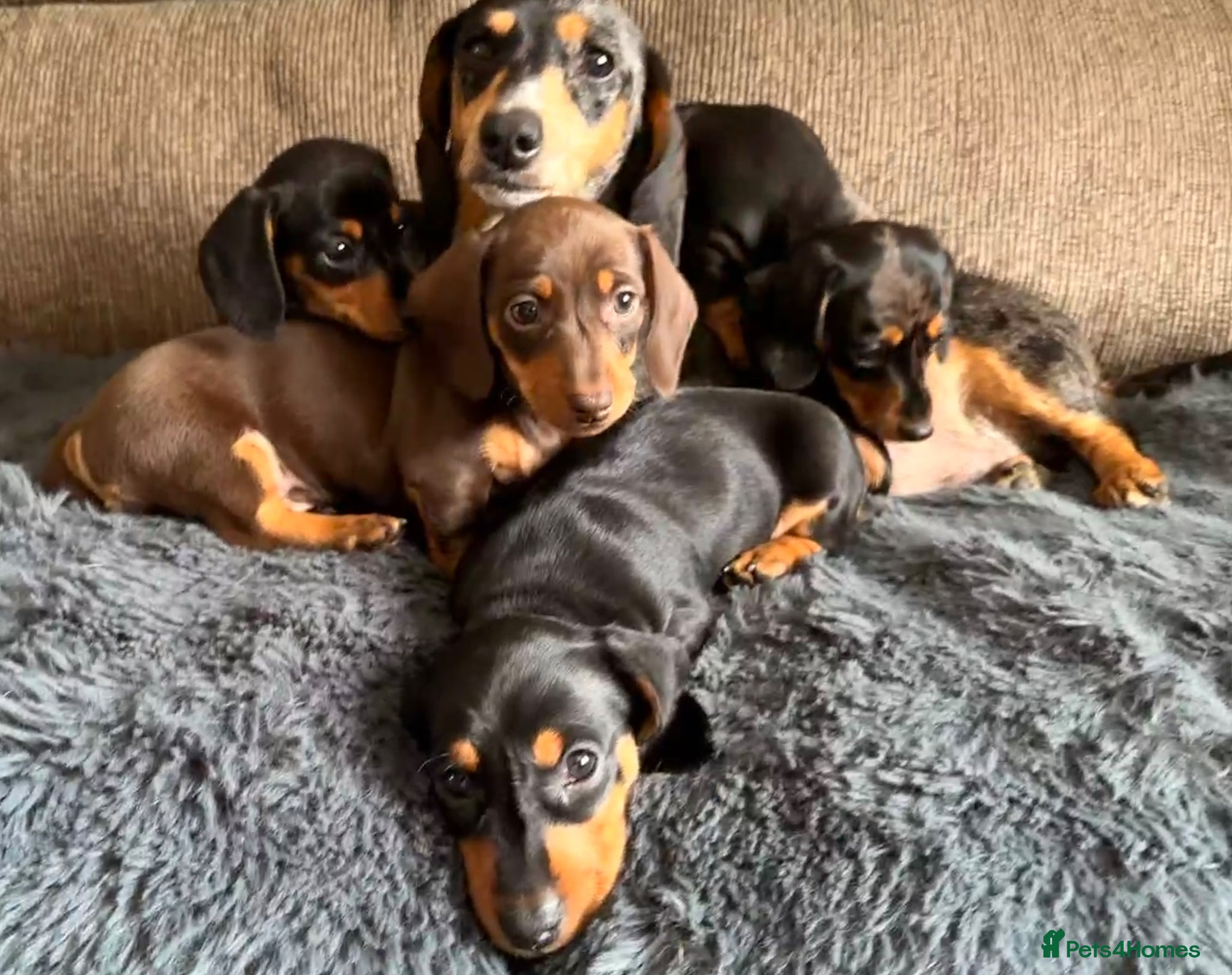 Miniature Dachshund dogs Licensed. Min smooth, kc/pra clear ready 25/5  - Advert 15