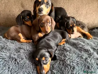 Miniature Dachshund dogs Licensed. Min smooth, kc/pra clear ready 25/5 - Advert 15