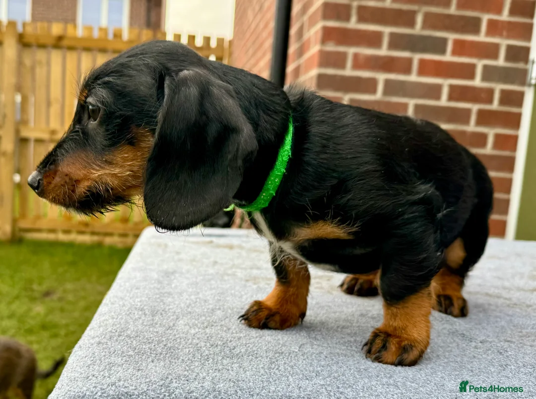 Dachshund dogs for sale: Dachshund puppies standard, wired-haired & smooth - Advert 26