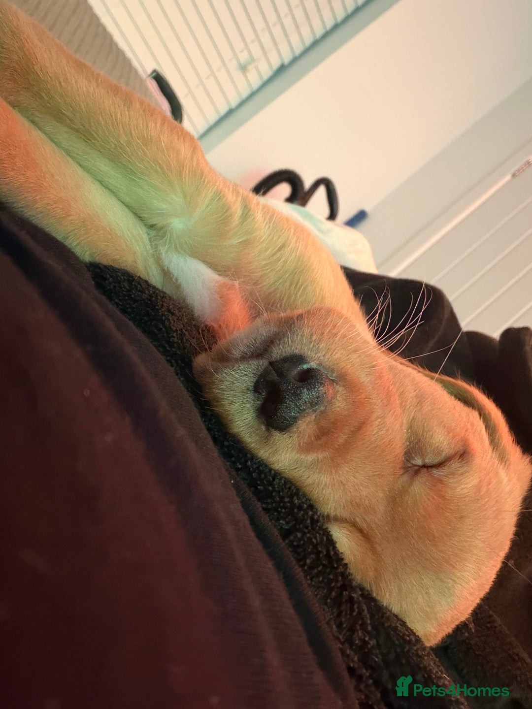 Mixed Breed dogs for sale: Labrador puppy  - Advert 5