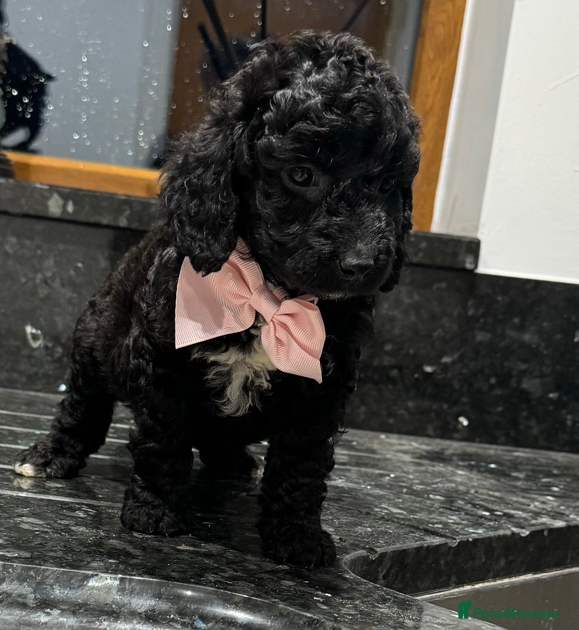 Cockapoo dogs Ready now!!Beautiful mini cockapoo puppy’s🩷🩵 - Advert 5