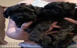 Yorkiepoo dogs for sale: Beautiful yorkipoo puppies - Image 32