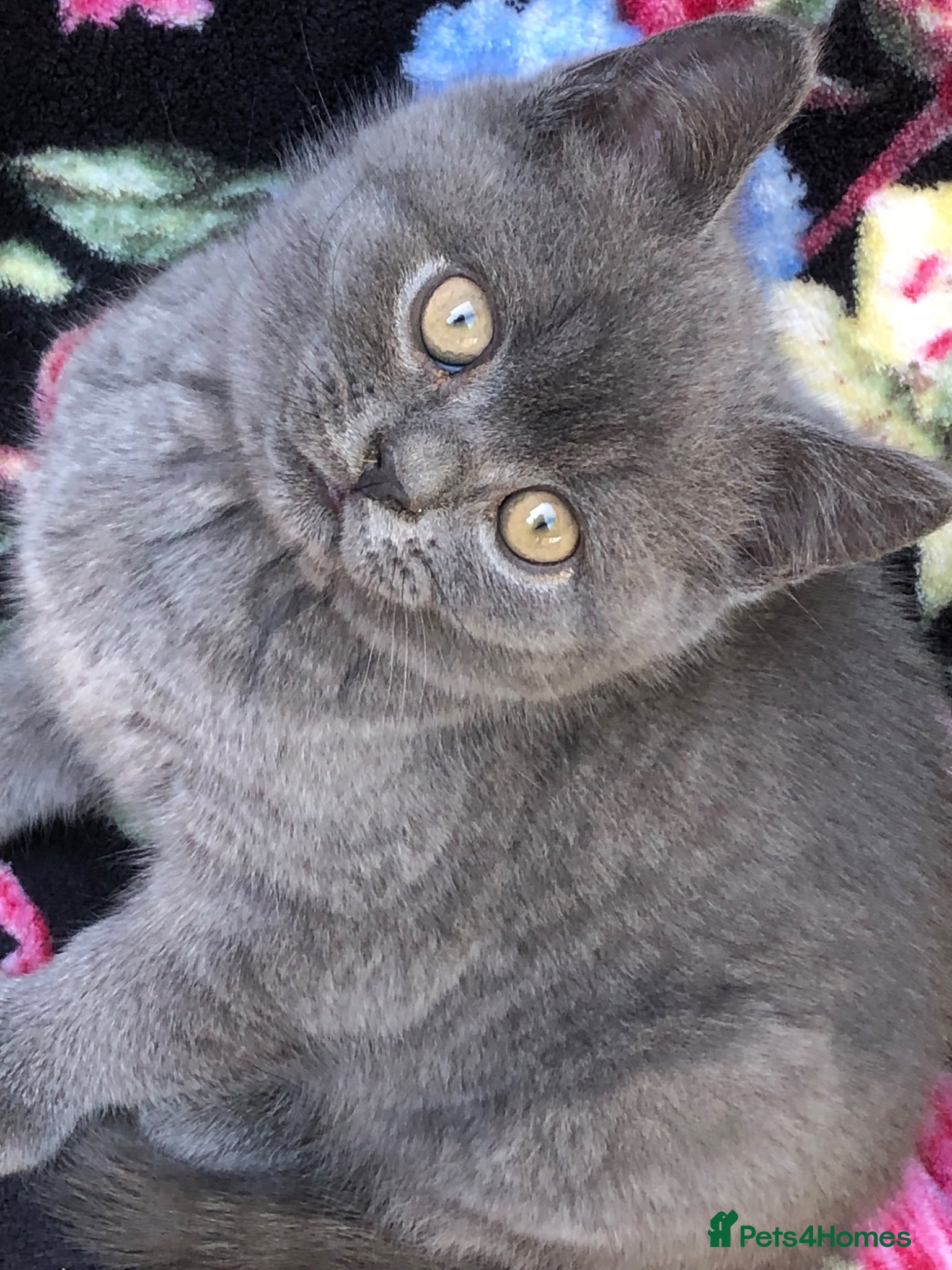 British Shorthair cats for sale: BSH Blue kittens  in Salford - Advert 5