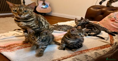 Bengal cats - Advert 6