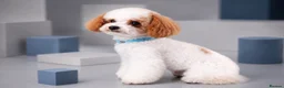 Toy Poodle dogs for stud: ASIAN TOY POODLE- TEDDYCUP  - Advert 3