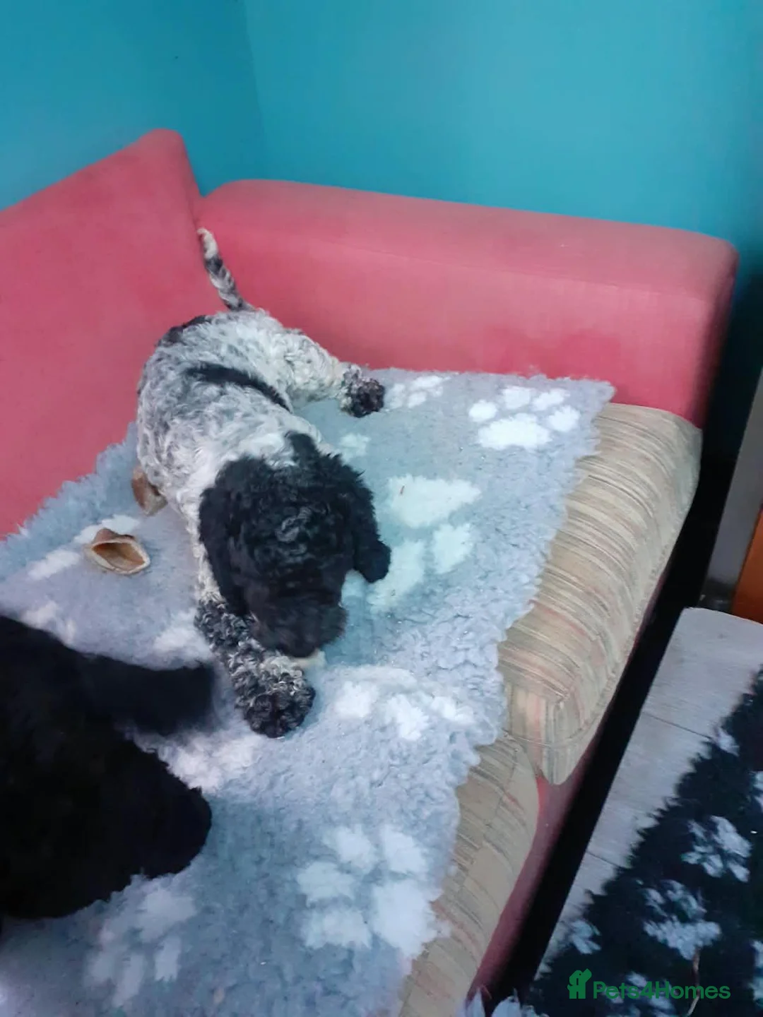Cockapoo dogs for sale: Gorgeous 23 month old Cockapoo boy for sale - Advert 2