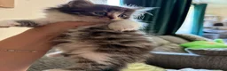Mixed Breed cats for sale: Turkish Angora x Ragdoll kittens for Sale!! - Advert 5