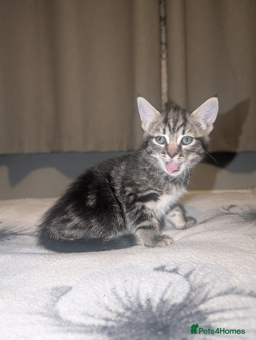 Bengal cats for sale: 2 beautiful kittens - Advert 5