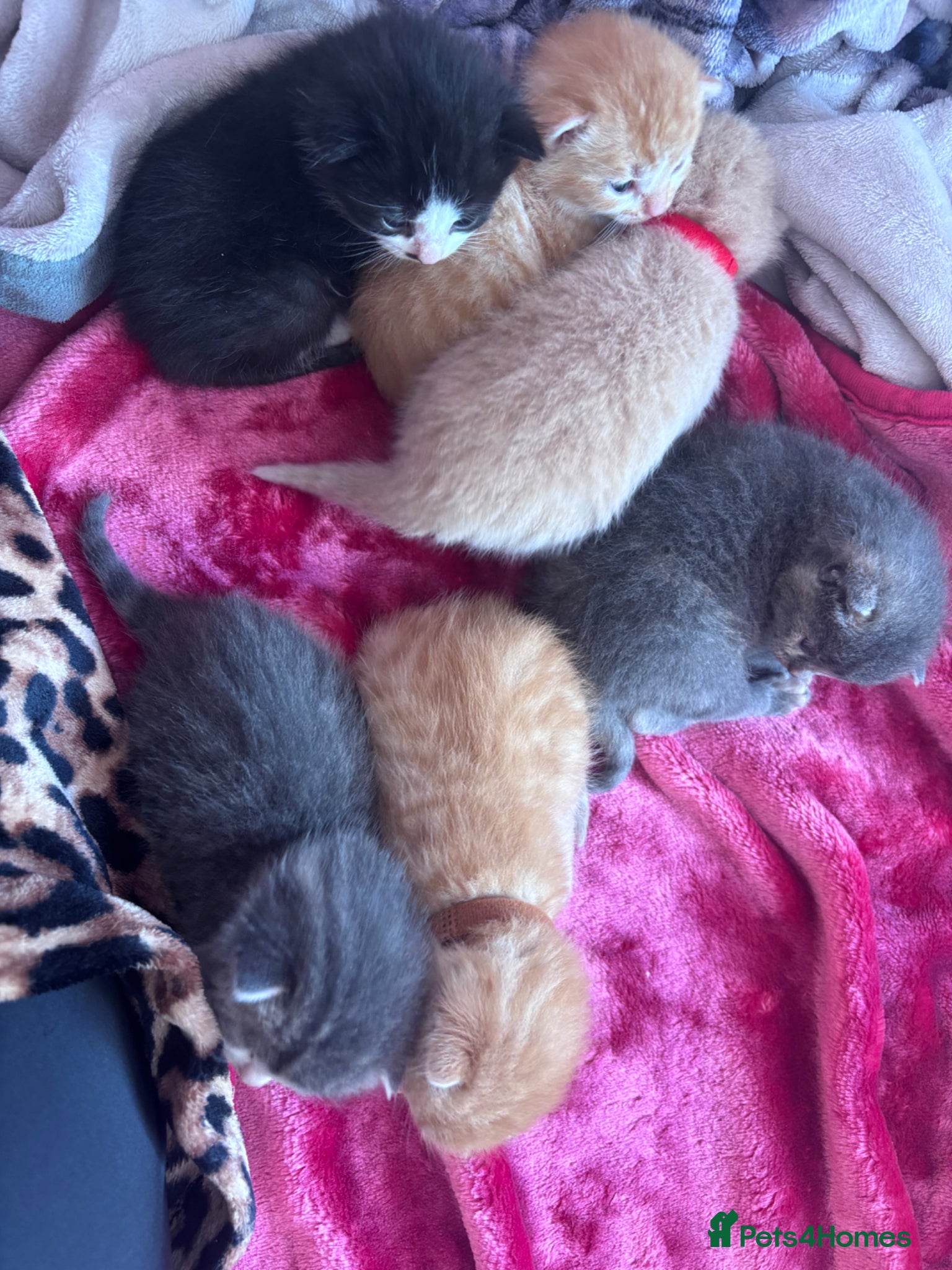 Mixed Breed cats Gorgeous female kitten(only black available) - Advert 17