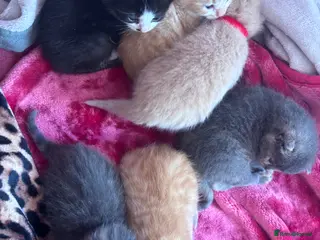 Mixed Breed cats Gorgeous female kitten(only black available) - Advert 17