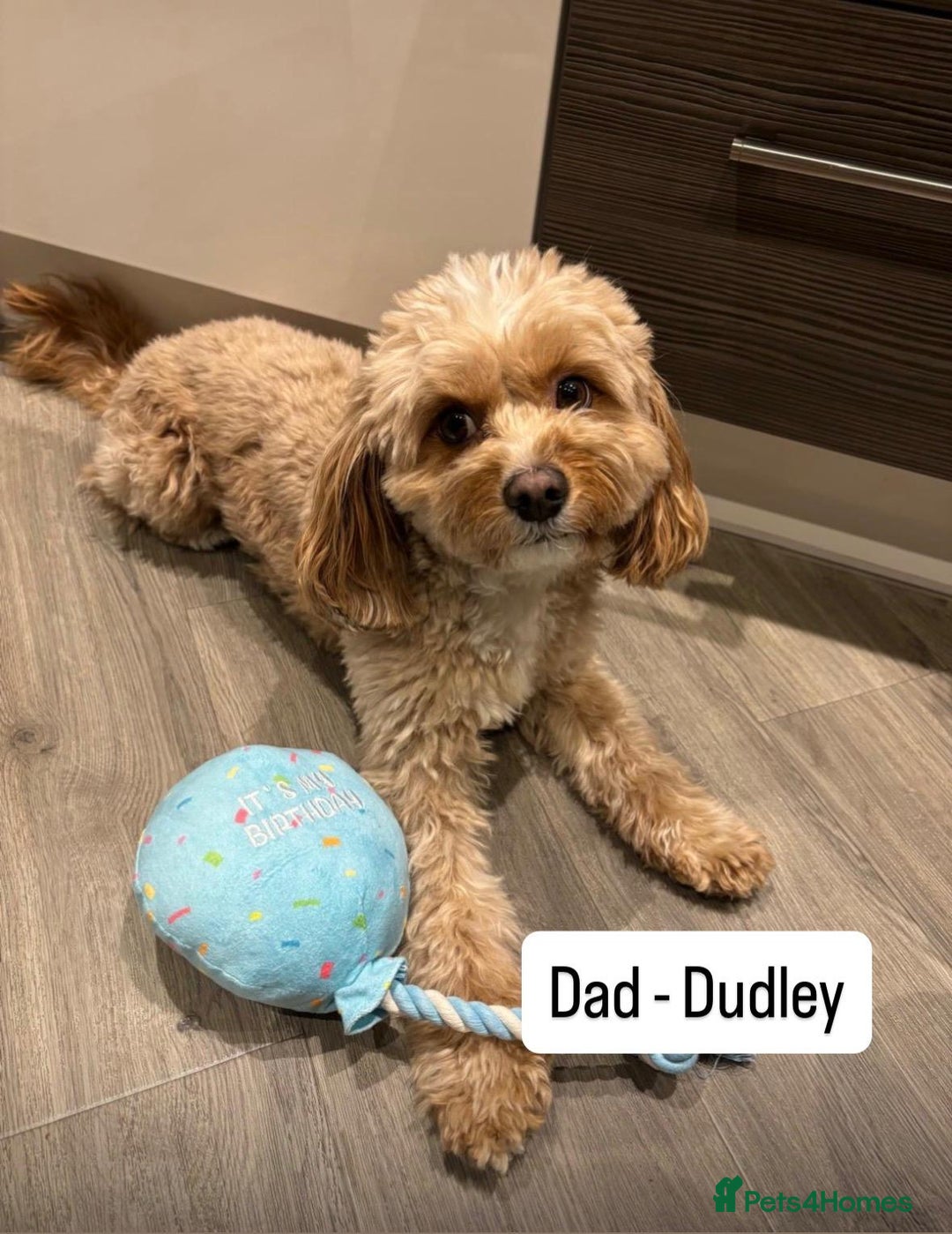 Cavapoo dogs for sale: Two Gorgeous light red Cavapoo Boys  - Advert 16