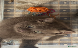 British Shorthair cats for sale: British Shorthair Gorgeous BROWN GIRL READY NOW - Image 5