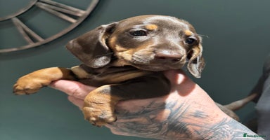 Miniature Dachshund dogs - Advert 15