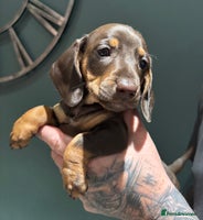 Miniature Dachshund dogs - Advert 15