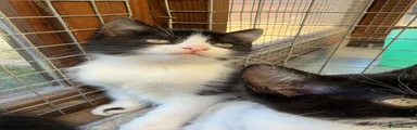 Domestic Shorthair 3