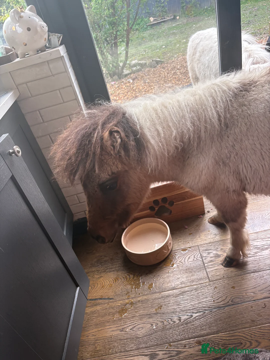 Dartmoor horses for sale: Two mini Shetlands  - Advert 5