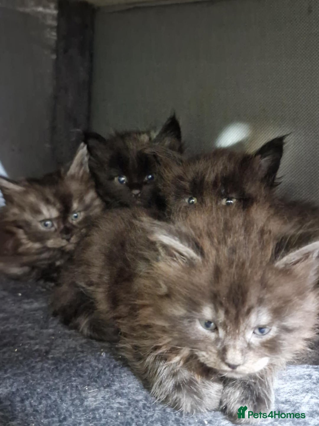 Maine Coon cats for sale: Maincoon kittens  - Advert 4