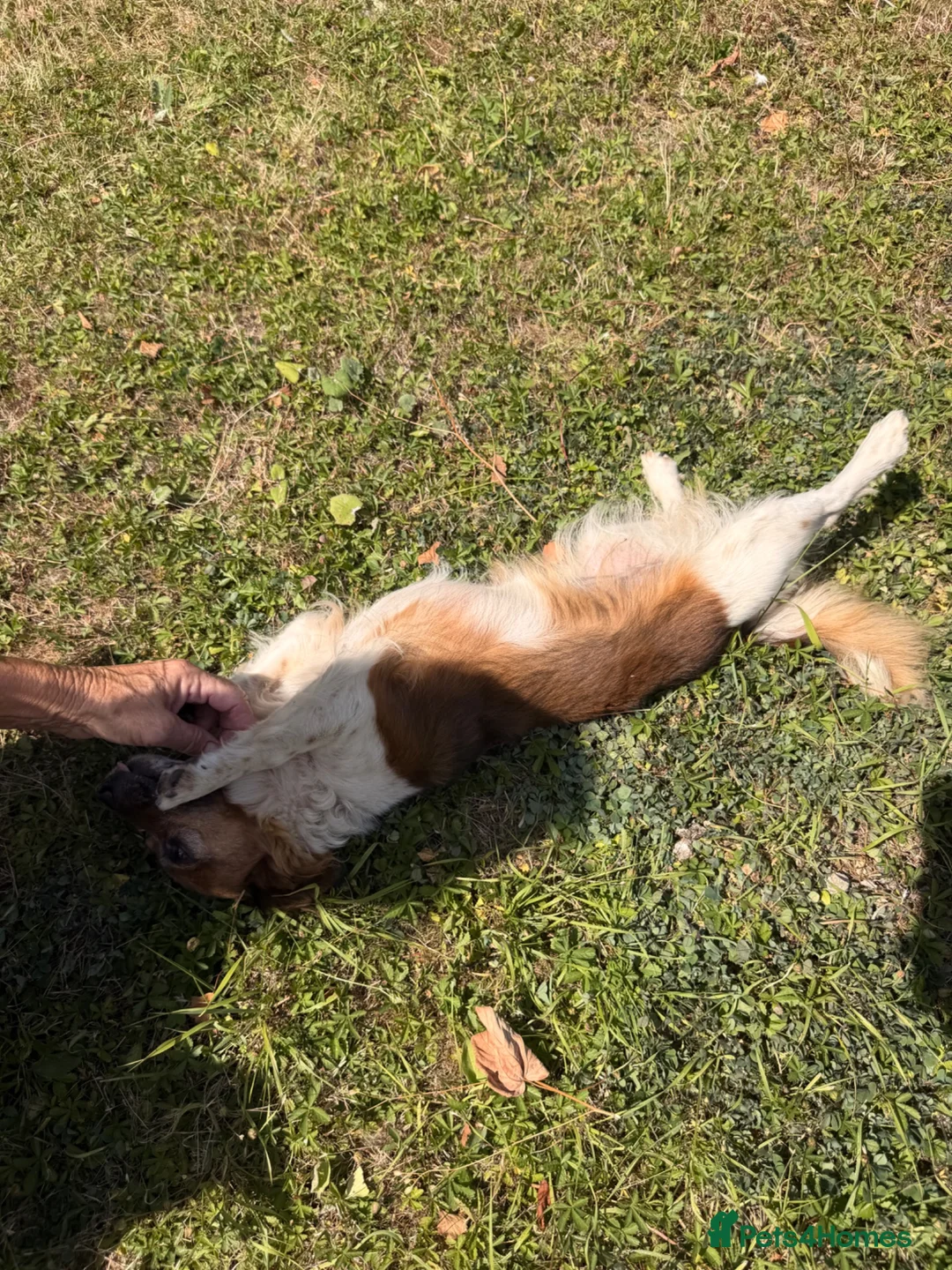 Mixed Breed dogs for sale: Dogs  - Advert 6