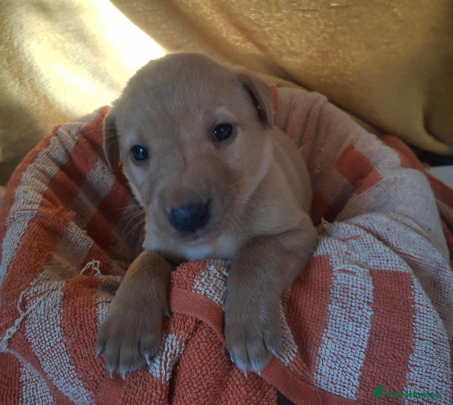 Labrador Retriever dogs labrador pups x5 - Advert 8