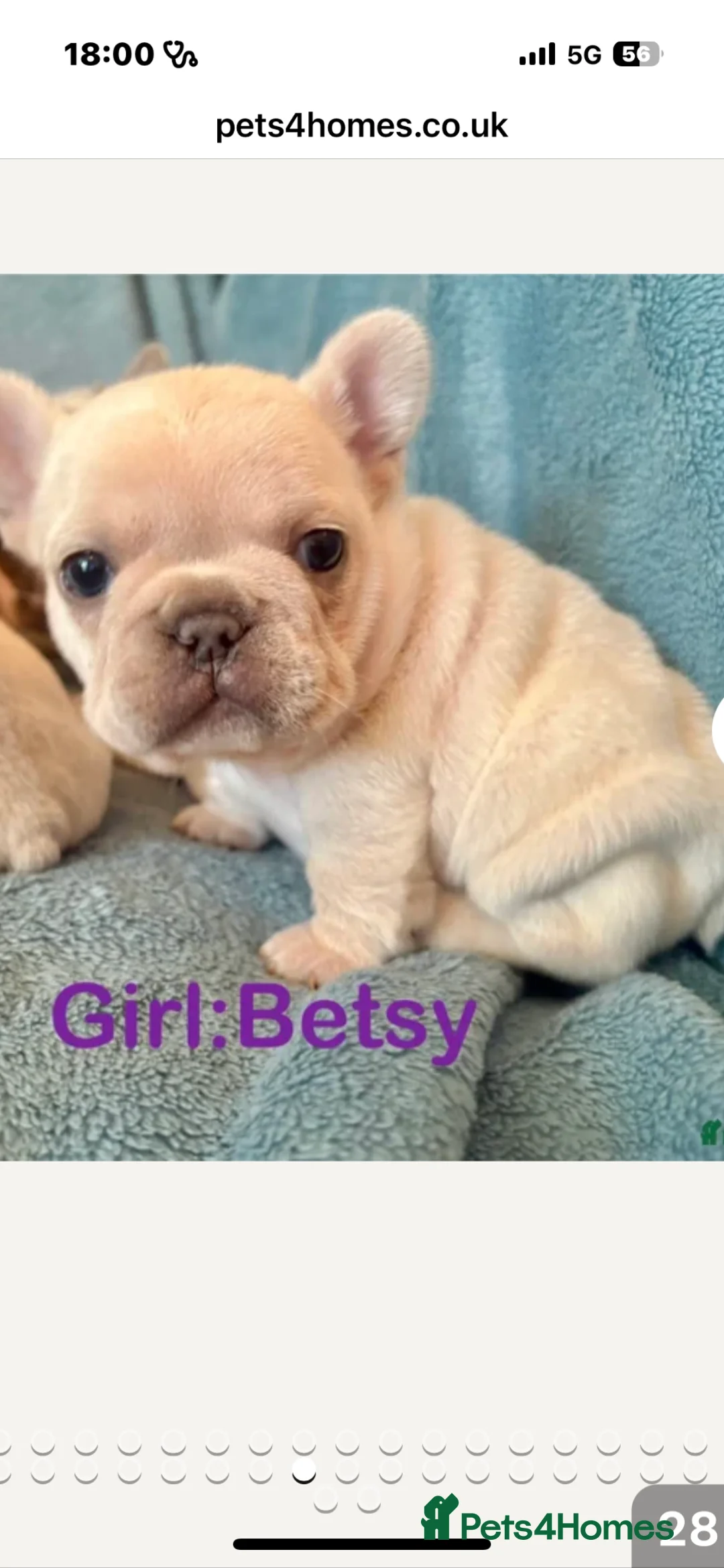 French Bulldog dogs for stud: Amazing structure and quality ‼️ in Ebbw Vale - Advert 23
