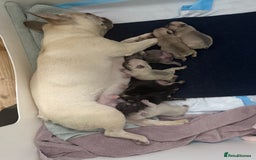 French Bulldog dogs for sale: Beautiful Pups – Looking for Their Forever Homes - Advert 6