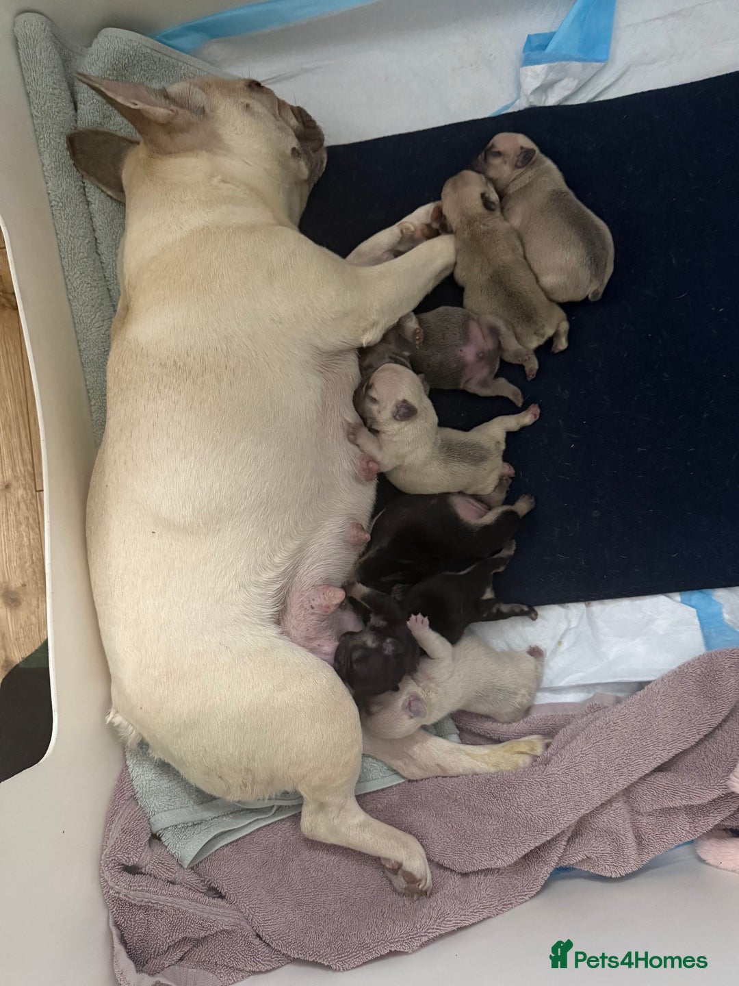 French Bulldog dogs for sale: Beautiful Pups – Looking for Their Forever Homes - Advert 6