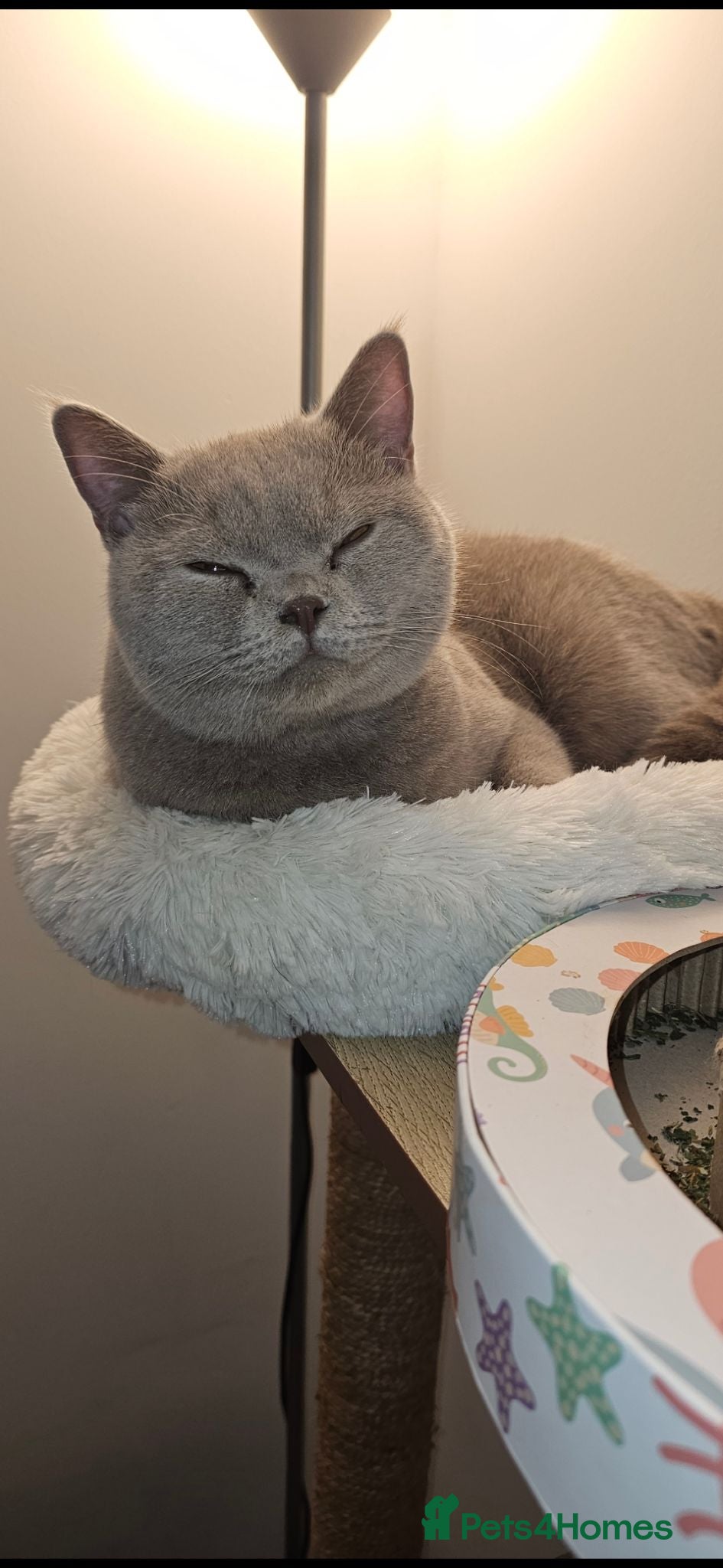 British Shorthair cats Lilac British Short hair  - Advert 1
