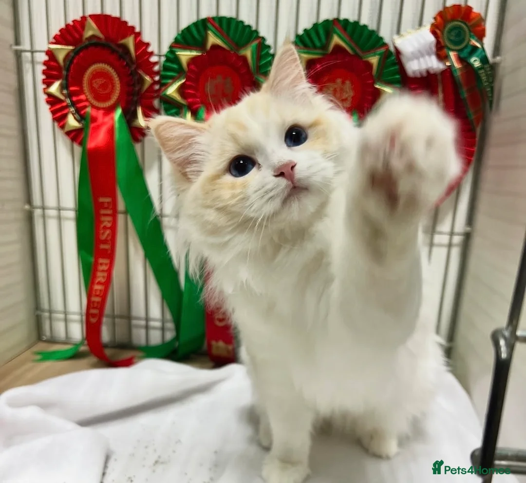 Ragdoll cats for sale: 7 Pedigree Ragdoll Kittens- GCCF registered  - Advert 2