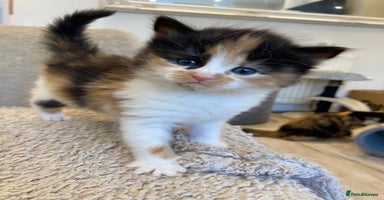 Mixed Breed cats - Advert 7