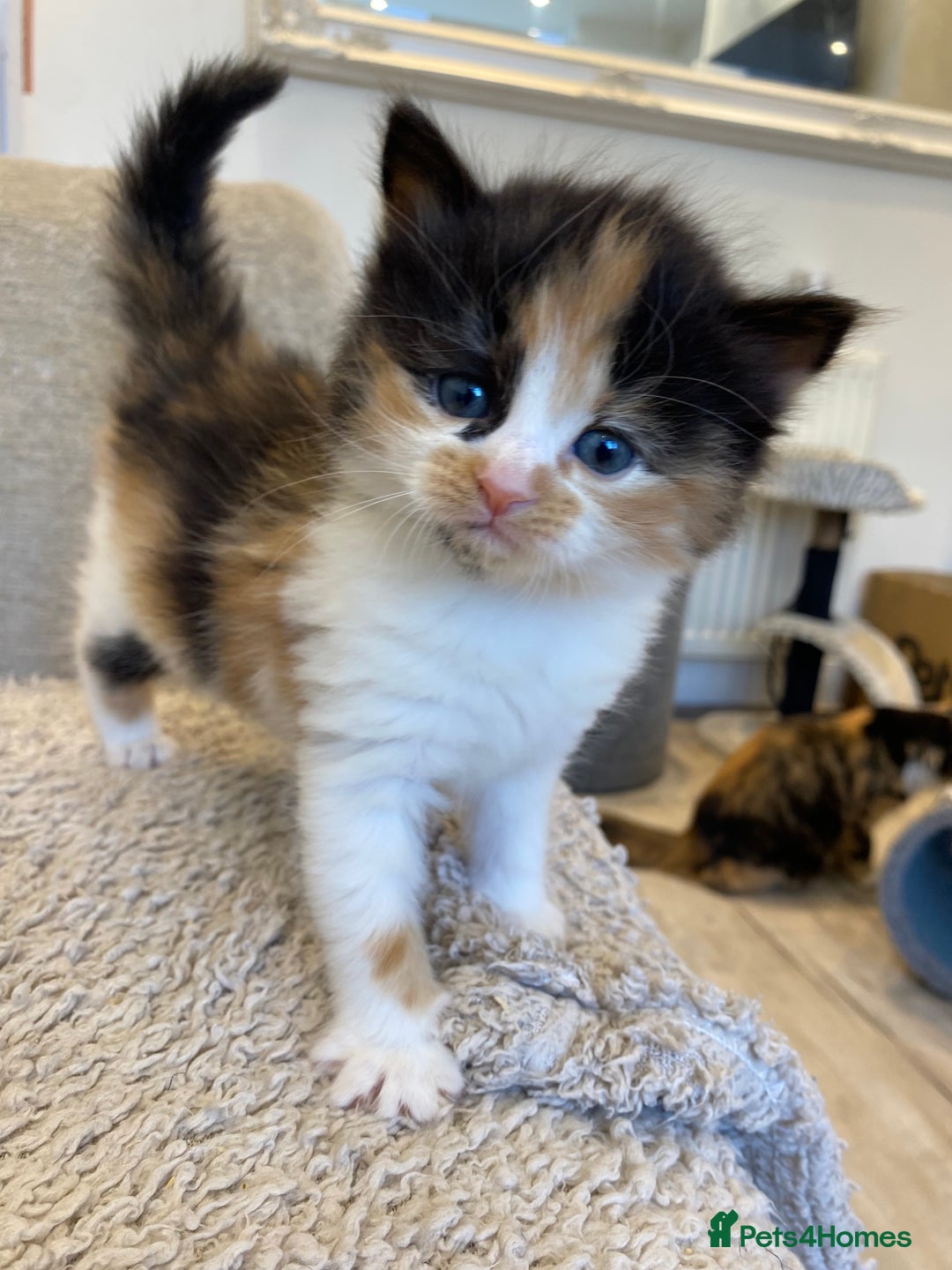 Mixed Breed cats for sale: 4 beautiful calico girls. 3 rare dilute calicos - Image 2