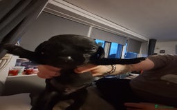 Mixed Breed dogs for sale: Daxiepoos  - Image 4