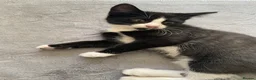 Mixed Breed cats for sale: Two beautiful black & white female kittens - Advert 3