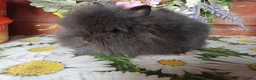 Lionhead rabbits for sale: Lionhead bucks - Advert 3