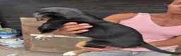 Lurcher dogs for sale: Beautiful pups out of our family dogs  - Advert 13