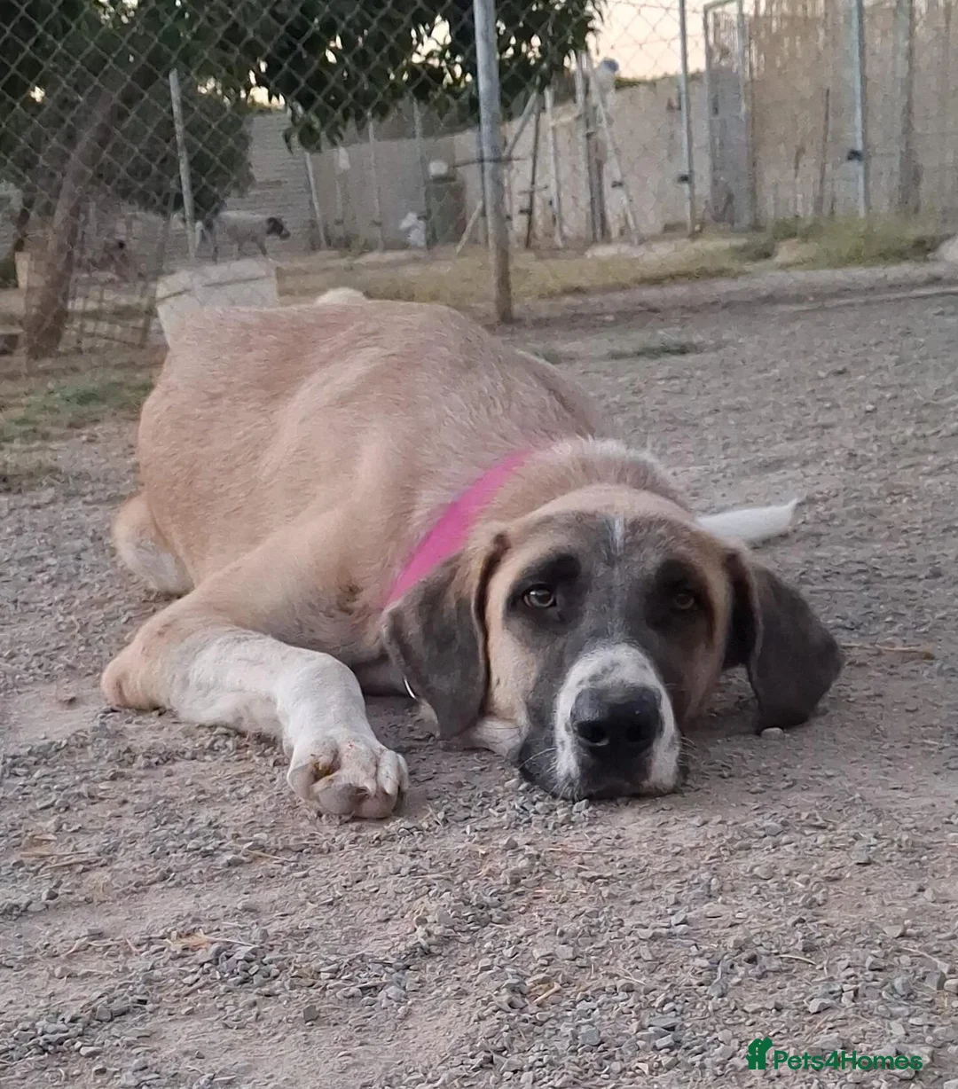 Mixed Breed dogs for adoption: 🆘 Urgent Puppy - Adorable Vega 🐾🐶 - Advert 2