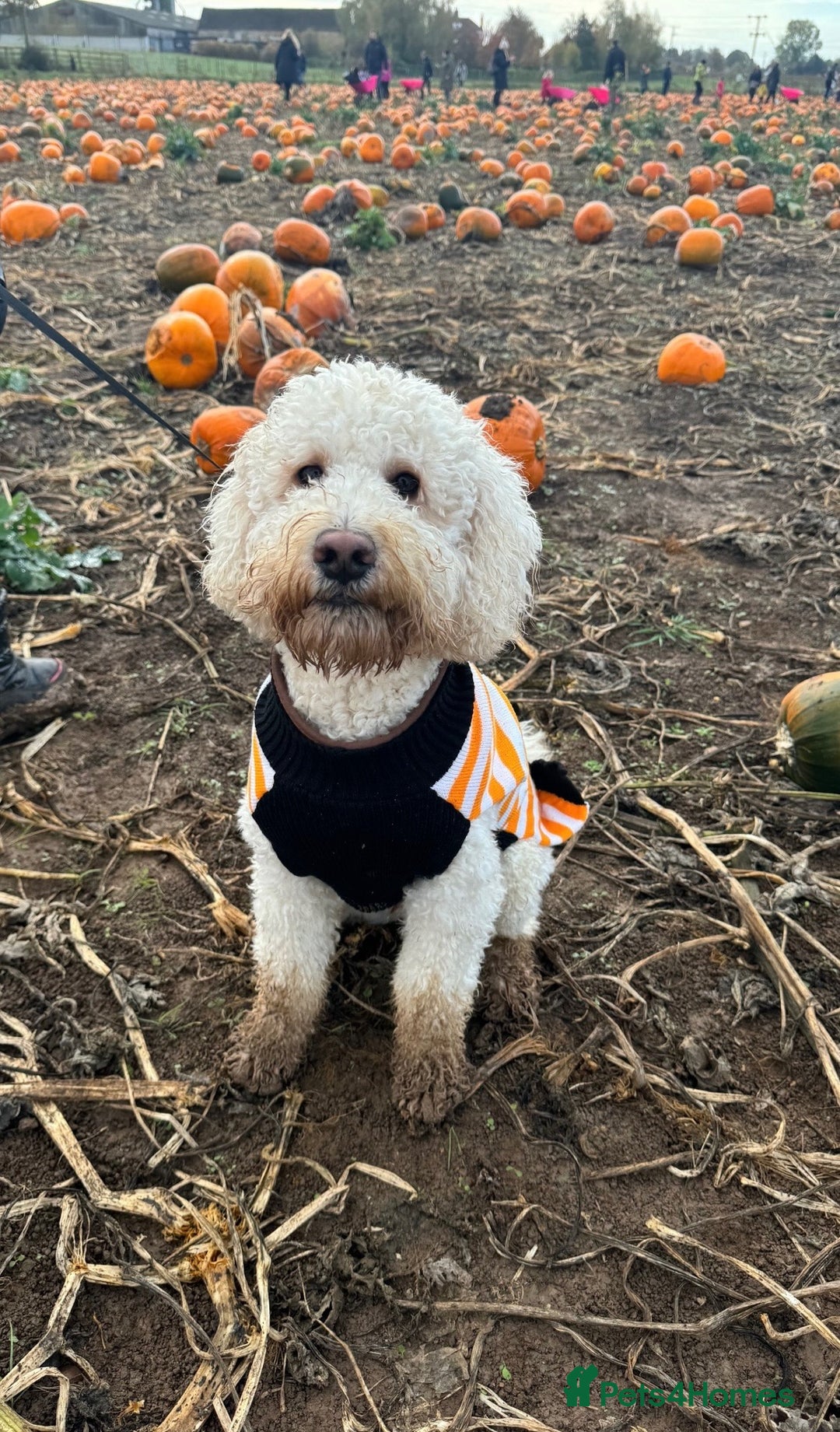 Cockapoo dogs for stud: Reggie F2B Cockapoo For Stud - Image 7