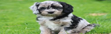 Cavapoo 1