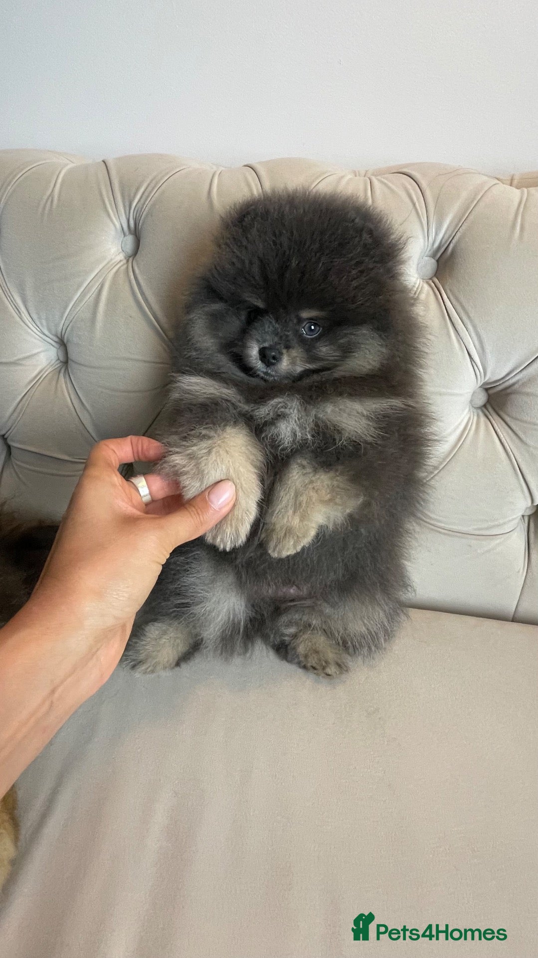 Pomeranian dogs ✨ RARE POMERANIAN BOY ✨ - Advert 1