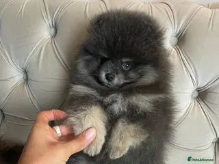 Pomeranian dogs ✨ RARE POMERANIAN BOY ✨ - Advert 1